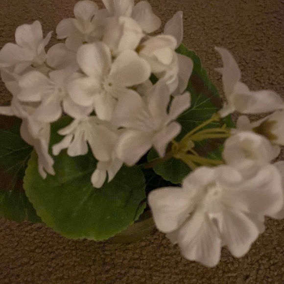 Ragoon House Potted White Geranium - Picture 2 of 4